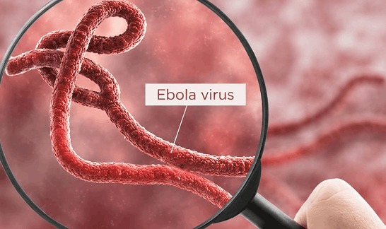 Ebola_main